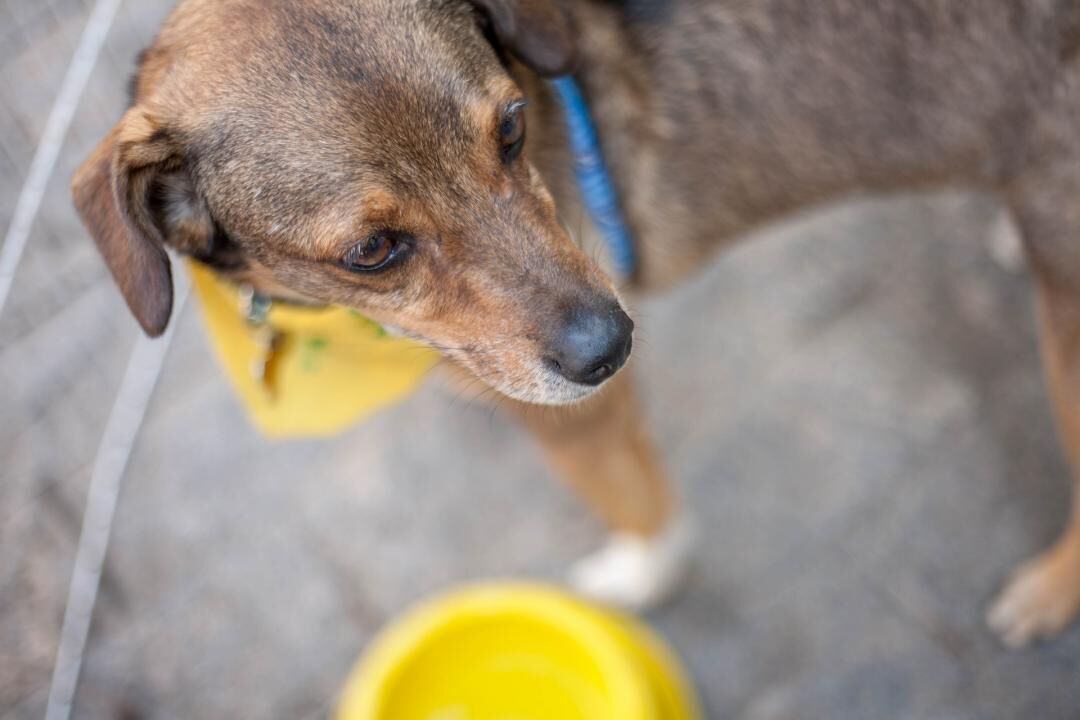 Support your local animal shelter